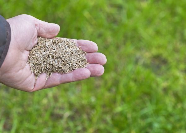 Overseeding Service