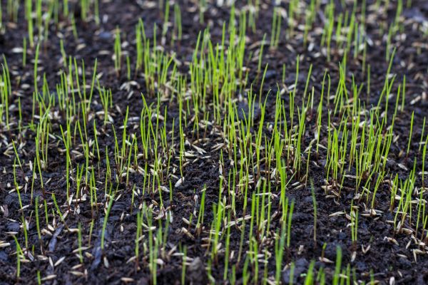 New Lawn Seeding