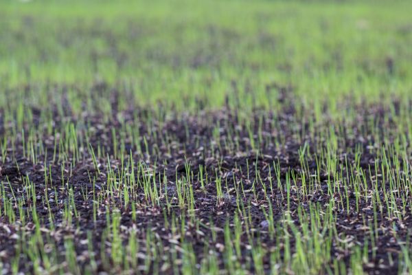 Seasonal Reseeding