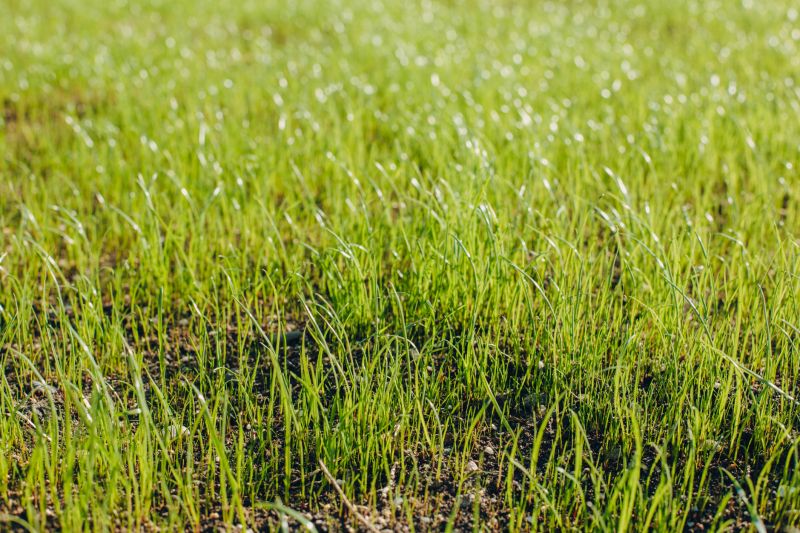 Pasture Reseeding