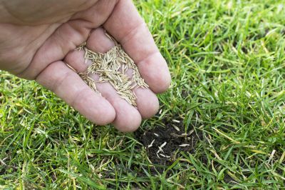 Pasture Reseeding