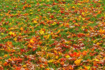 Lawn with Fallen Leaves