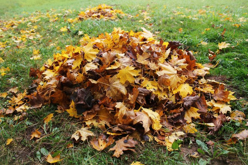 Lawn with Leaves