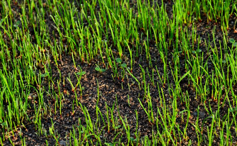 Post-Reseeding Growth