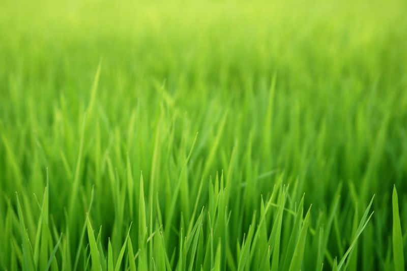Turf Seeding in Ventura County, CA