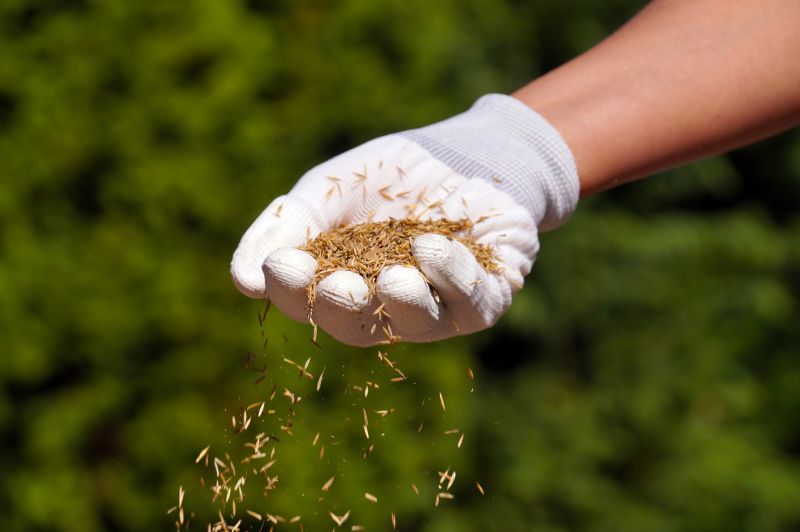 What To Expect During A Professional Seeding Service